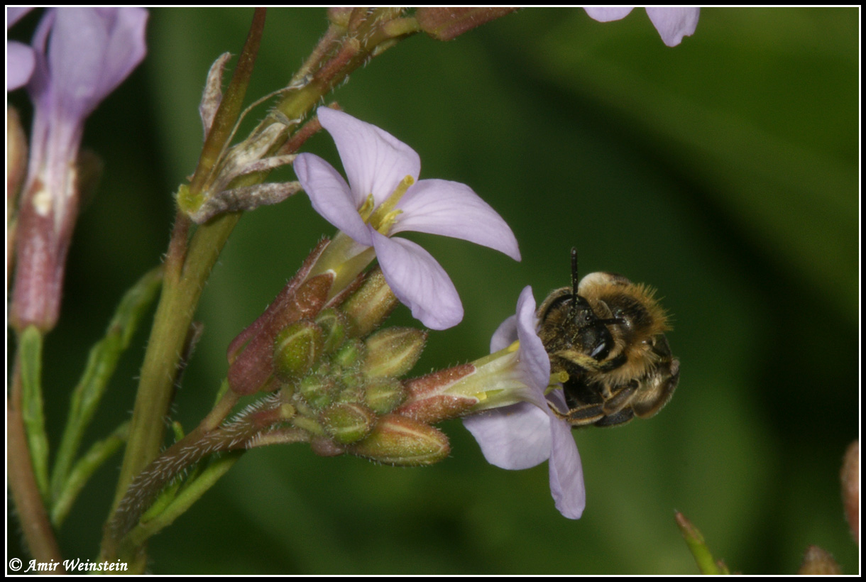 Piccola ape da identificare: Andrena cfr. taraxaci